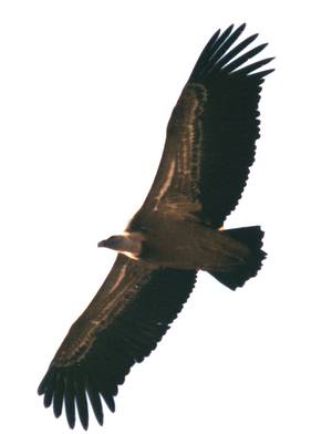 buitre_foto_elias_gomis.jpg