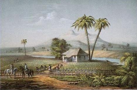 Tobacco Plantation
