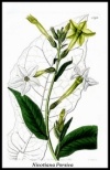 minilatakia.jpg