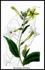 thb_nicotiana.jpg